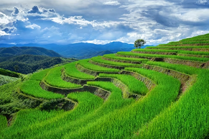 Giữ đà tăng trưởng, nông nghiệp hướng mạnh vào chất lượng và hiệu quả
